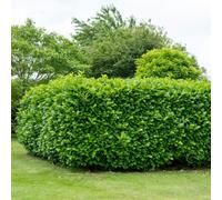 Carbeth Plants 15 X Cherry Laurel Hedging Plant In 3L Pots - Evergreen Winter Hardy Foliage
