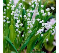 Carbeth Plants 15 X Convallaria Majalis Lily Of The Valley Bare Roots - Hardy White Fragrant Spring Flowering Woodland Garden Perennials