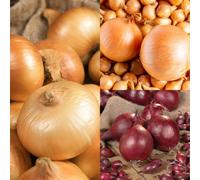 Carbeth Plants 1500G Winter Onion Sets Mix - Red Baron/centurion/stuttgarter Giant