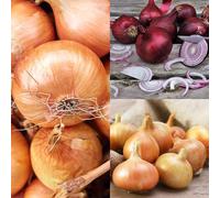 Carbeth Plants 1500G Winter Onion Sets Mix - Red Winter/senshyu Yellow/radar