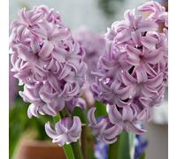 Carbeth Plants 16 X Hyacinth Top Hit Spring Bulbs - Pale Lilac Highly Fragrant Flowering Perennials - Uk Hardy Pollinator Friendly
