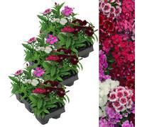 Carbeth Plants 18 X Dianthus Carnation Festival Mixed Pack - Colourful Flowers - Bedding Plants - Ideal For Pots, Containers & Beds In Uk Gardens