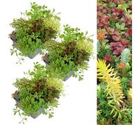 Carbeth Plants 18 X Sedum Stonecrop Plant Mix In 9Cm Pots - Mixed Varieties - Evergreen Outdoor Succulents - Uk Hardy - Rockery Plants
