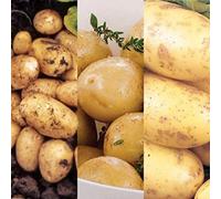 Carbeth Plants 18 X Seed Potato Mix Including Charlotte - Pentland Javelin - Maris Peer