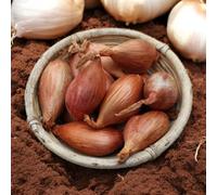 Carbeth Plants 1Kg Yellow Moon Shallot Sets - Easy To Grow Bulbs - Perfect For Cooking & Storing
