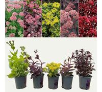 Carbeth Plants 2 Sedum 'stonecrop' Mixed Plants In 9Cm Pots - Summer To Autumn Flowering Deciduous Perennials Ready To Plant
