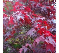 Carbeth Plants 2 X Acer Atropurpureum Plants In 11Cm Pots - Japanese Maple Plants