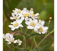 Carbeth Plants 2 X Achillea Ptarmica Pond Plant In 9Cm Pot - Sneezewort Marginal Water Plant Perennial For Ponds, Borders & Wildlife Gardens