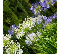 Carbeth Plants 2 X Agapanthus Blue & White Mixed Summer Bare Roots - African Lily Deciduous Herbaceous Perennial - Grow In Beds, Borders & Pots