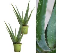 Carbeth Plants 2 X Aloe Vera Plants 25-30Cm In Height - Perfect Plants For Beginners