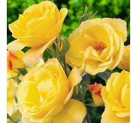 Carbeth Plants 2 X Arthur Bell Bare Root Floribunda Rose - A Graded Fragrant Yellow Blooms Hardy & Repeat Flowering Rose Bush