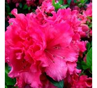 Carbeth Plants 2 X Azalea Red Ruffles - Japanese Azalea - Evergreen Plants In 9Cm Pots