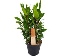 Carbeth Plants 2 X Bay Laurel Herb Plants In 12Cm Pots - Laurus Nobilis For Culinary Use