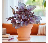 Carbeth Plants 2 X Begonia Beleaf Maori Haze In 12Cm Pot - Indoor Houseplant With Colourful Patterned Foliage