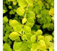 Carbeth Plants 2 X Berberis Thunbergii 'lime Star' Shrub In 9Cm Pot - Adds Colour To Any Garden