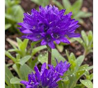 Carbeth Plants 2 X Campanula Glomerata Superba In 9Cm Pot - Hardy Bellflower Perennials For Borders, Cottage Gardens & Displays