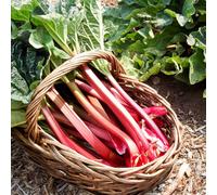 Carbeth Plants 2 X Canada Red Rhubarb Crowns - Rheum Rhabarbarum Perennial Ready To Plant Bare Roots - Easy To Grow High Yielding Plants