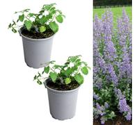 Carbeth Plants 2 X Catmint Herb Plant In 13Cm Pots - Aromatic Outdoor Nepeta Herbaceous Perennial - Ideal For Growing In Beds, Borders And Pots