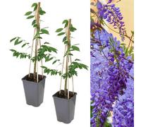 Carbeth Plants 2 X Chinese Wisteria Sinensis Prolific In 2L Pots - Scented Climbing Shrubs - Blue Violet Flowers - Ideal For Walls And Trellises