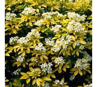 Carbeth Plants 2 X Choisya Sundance In 9Cm Pots - Mexican Orange - Aromatic Evergreen Shrubs
