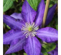 Carbeth Plants 2 X Clematis Daniel Deronda Climbing Plant In 9Cm Pot - Summer Flowering Garden Ready Shrub For Walls, Fences Or Trellis