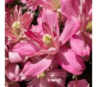 Carbeth Plants 2 X Clematis Montana Broughton Star Climbing Plant In 9Cm Pot - Summer Flowering Garden Ready Shrub For Walls, Fences Or Trellis