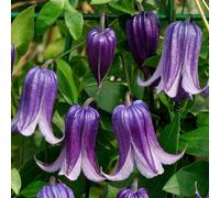 Carbeth Plants 2 X Clematis Rooguchi Climbing Plant In 9Cm Pot - Bell Shaped Summer Flowering Garden Ready Shrub For Walls, Fences Or Trellis