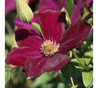 Carbeth Plants 2 X Clematis Volcano Climbing Plant In 9Cm Pot - Deep Red Summer Flowering Garden Ready Shrub For Walls, Fences Or Trellis