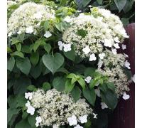 Carbeth Plants 2 X Climbing Hydrangea In 9Cm Pots - Hydrangea Petiolaris For Walls & Fences