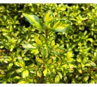 Carbeth Plants 2 X Coprosma Lemon And Lime Mirror Plant - 15-30Cm In Height Inc Pot - Evergreen