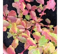 Carbeth Plants 2 X Cornus 'midwinter Fire' (Dogwood) In 9Cm Pot