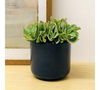 Carbeth Plants 2 X Crassula Curly Green Ripple Jade Money Plant In 12Cm Pot - Real Evergreen Succulent Indoor Plant - Eye Catching Houseplant