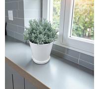 Carbeth Plants 2 X Curry Plants In 14Cm Pot - Ideal For Garden, Patio & Kitchen