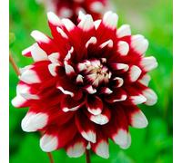 Carbeth Plants 2 X Dahlia Duet Summer Bulbs - Plum White Decorative Summer Flowering Tubers - Herbaceous Perennial Garden Plant