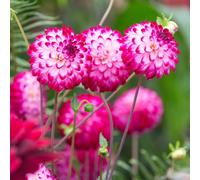 Carbeth Plants 2 X Dahlia Pompom Little Robert Summer Bulbs - Pink Cream Summer Flowering Dahlia Tubers - Herbaceous Perennial Garden Plant