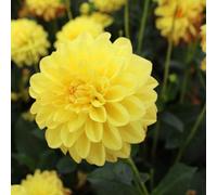 Carbeth Plants 2 X Dahlia Sisa Summer Bulbs - Yellow Decorative Dahlia Summer Flowering Tubers - Herbaceous Perennial Garden Plant