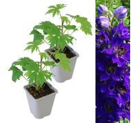 Carbeth Plants 2 X Delphinium Plant Magic Fountains Dark Blue/dark Bee In 1L Pots - Summer Flowering Eye Catching Larkspur - Herbaceous Perennial