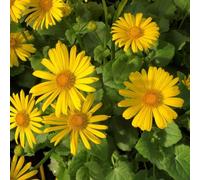 Carbeth Plants 2 X Doronicum Orientale Leonardo In 9Cm Pot - Hardy Perennial With Bright Yellow Flowers