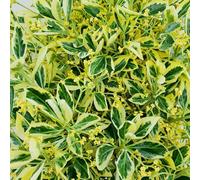 Carbeth Plants 2 X Euonymus Japonicus Bravo In 5L Pots - Japanese Spindle Tree