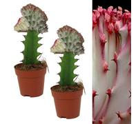 Carbeth Plants 2 X Euphorbia Lactea Cristata Coral Cactus In 10Cm Pots - Colourful Unique Succulent Indoor Plant - Ideal For Home And Office