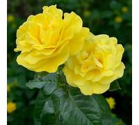 Carbeth Plants 2 X Golden Wedding Bare Root Floribunda Rose - A Graded Striking Fragrant Golden Yellow Blooms Hardy Rose Bush