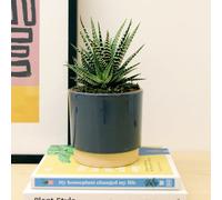 Carbeth Plants 2 X Haworthia Fasciata Big Band Indoor Plant In 11Cm Pot - Little Zebra Succulent - Easy To Care For Houseplant For Home & Office