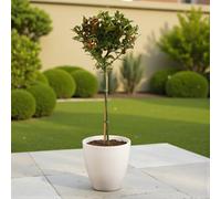 Carbeth Plants 2 X Holly Ilex Blue Maid Standard Patio Tree In 3L Pot - Hardy Evergreen Lollipop Garden Plant To Grow In Pots, Patios & Borders