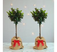 Carbeth Plants 2 X Holly Ilex Meserveae Blue Maid Gift Wrapped Standard Patio Tree In 3L Pot - Hardy Evergreen Lollipop Gardening Plant Gift Idea