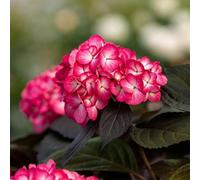 Carbeth Plants 2 X Hydrangea Choco Black Velvet Bare Roots - Hardy, Easy To Grow Summer Flowering Garden Plants