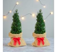 Carbeth Plants 2 X Ilex Crenata Pyramid Gift Wrapped Evergreen Japanese Holly Plant In 2L Pot - Hardy Low Maintenance Outdoor Gardener Plant Gift