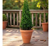 Carbeth Plants 2 X Ilex Crenata Pyramid Plant In 2L Pot - Evergreen Japanese Holly Hardy Garden Shrub For Borders, Topiary & Year Round Interest