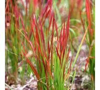 Carbeth Plants 2 X Imperata Cylindrica In 9Cm Pots - Japanese Blood Grass - Striking Red Ornamental Grass
