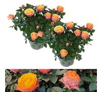 Carbeth Plants 2 X Indoor Rose Firebird - Real Mini Potted Plant In 10.5Cm Pot - Perfect For House Warming Present, Birthday & Thank You Gift