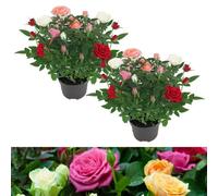 Carbeth Plants 2 X Indoor Rose Quattro Mix - Real Mini Potted Plant In 10.5Cm Pot - Perfect For House Warming Present, Birthday & Thank You Gift